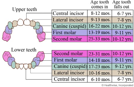 primary-tooth-eruption-chart-seattle-holistic-dentistry