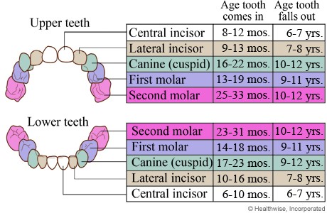 Holistic Dentistry Tooth Chart